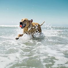 a dog running through the water with a ball in its mouth and it's tongue out