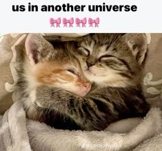 two kittens cuddle together in a blanket with the caption, one is sleeping