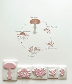 the diagram shows different types of plants and mushrooms