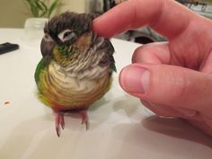 a small bird sitting on top of a table next to a person's hand