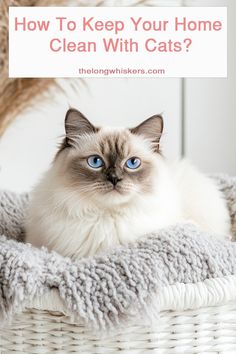 a cat sitting in a basket with the words how to keep your home clean with cats?