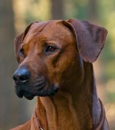 a close up of a dog with trees in the background