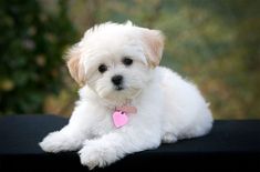 a small white dog laying on top of a black table with a pink heart tag