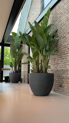 there are two plants in the large pot on the table next to the window,