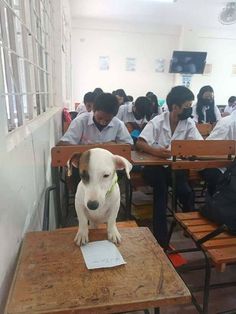 a dog sitting on top of a wooden table next to some desks in a classroom