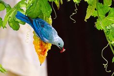 a blue and yellow bird perched on top of a green leaf covered tree branch next to leaves