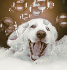 a white dog with bubbles in the air and his tongue hanging out is smiling at the camera