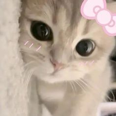 Cute Tiktok Wallpapers, Cute Kitty Pfp, Cute Pfp Cat, E Kitten Pfp Discord, Cute Pfp For Tiktok, White Cat Pfp, Anime Cat Pfp, Cute Cat Pfps, Cat Pfp Cute