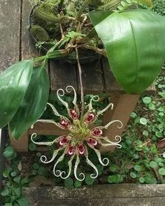 a plant that is sitting on top of a wooden bench in the grass with leaves around it