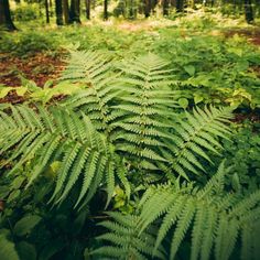 green plants and trees in the woods