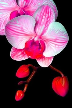 two pink and white orchids on a black background