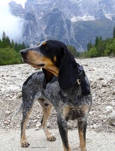 a black and brown dog standing on top of a rocky hillside