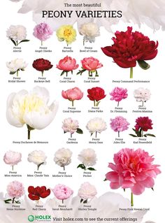 the different types of peony varieties are shown in this poster