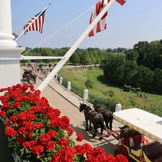 two horses pulling a wagon with red flowers in front of a white building and american flags