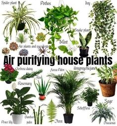 an image of various house plants with the words air purifying house plants above them