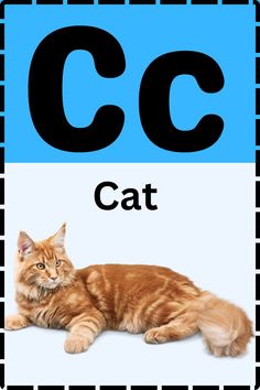 C Words For Kids C Words, Special Education Quotes, Vocabulary For Kids, Body Parts For Kids, Learn Vocabulary, Alphabet Pictures, Digital Art Anime, Preschool Worksheets, Education Quotes