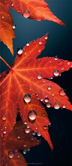 an orange leaf with drops of water on it