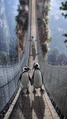 two penguins walking across a suspension bridge