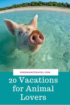 a pig swimming in the ocean with text overlay reading 20 vacations for animal lovers