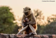 a monkey sitting on top of a stone wall with its baby in it's arms