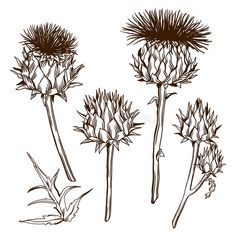 three different types of thistle flowers on a white background stock photo and royalty - free image