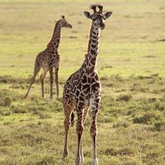 two giraffes standing in an open field with one looking at the camera