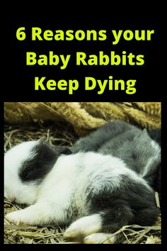 a baby rabbit laying on top of hay with the words 6 reasons your baby rabbits keep dying