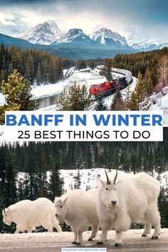 three mountain goats are standing in front of a train on the tracks and trees, with text overlay that reads banff in winter 25 best things to do