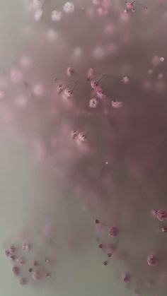 pink flowers are floating in the water on a white surface with light reflections from them