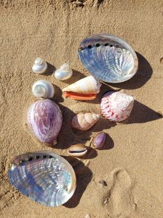 shells and seashells on the sand at the beach