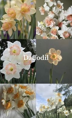 several different types of daffodils are shown here