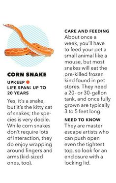 an article about the snake that is eating it's own food, and how to eat it