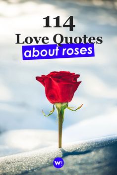 I’ve put together for you more than 100 unique rose quotes for love in this post. Love quotes | love captions | love thoughts | rose flower love quotes | rose quotes inspirational short | roses captions for instagram | quotes for roses words | quotes on roses flower words | quotes about roses flowers thoughts | rose flower quotes thoughts | flower quotes instagram captions | flower captions for instagram