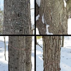 four pictures of trees in the snow, one has a rope tied to it's trunk