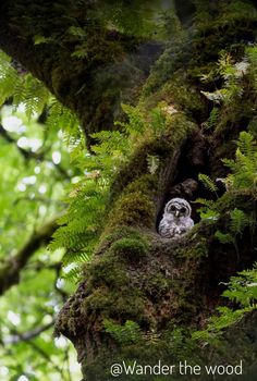 an owl peeks out from its nest in the middle of a mossy tree