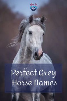 a horse with the words perfect grey horse names on it's front and side