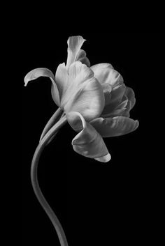 a black and white photo of a flower