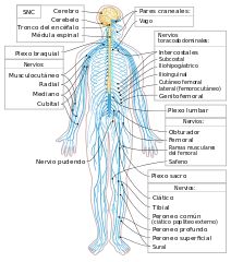 the nervous system labeled in spanish and english, with all its major branches labelled below