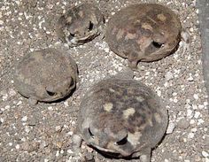 four turtles laying on the ground with their heads turned to look like they are looking at something