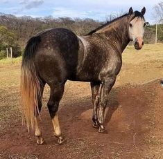 a brown horse standing on top of a dirt field