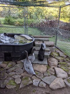 two birds are sitting on the rocks in front of a bird bathtub with water