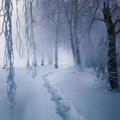 a path in the snow between two trees