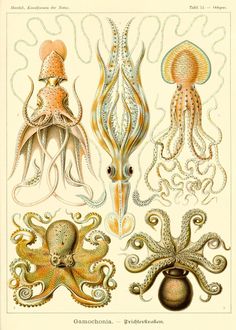 Gamochonia from Kunstformen der Natur by Ernst Haeckel, 1904 - Wrapping Paper Sheet x 1 (50cm x 70cm) Puzzle Collection, Vintage Science, Jigsaws, Edgar Degas, Vintage Nautical, Nature Illustration, Sea Animals, Illustration Print