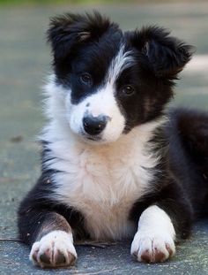 a black and white puppy laying on the ground with his paws crossed looking at the camera