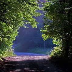 an empty dirt road surrounded by trees and leaves on both sides with the sun shining through the trees