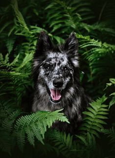 a black and white dog sitting in the middle of some ferns with its mouth open