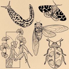 four different types of insects are shown in black and white, with one insect on the left