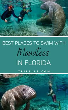 the best places to swim with manatees in florida, including dolphins and other marine creatures