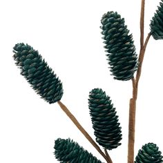 some very pretty green pine cones hanging from a tree branch in front of a white sky