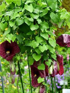 the flowers are blooming in the garden and green leaves hang from the planter